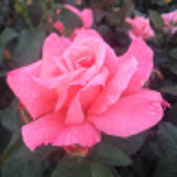 Meet your Posher, Ileana - Picture 1 of 1